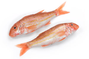 Red Mullet